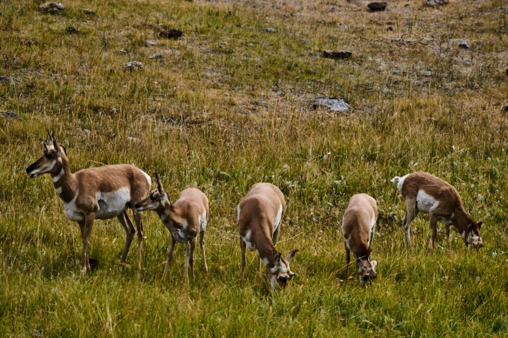 Five pronghorn grazing in Lamar Valley, Yellowstone National Park