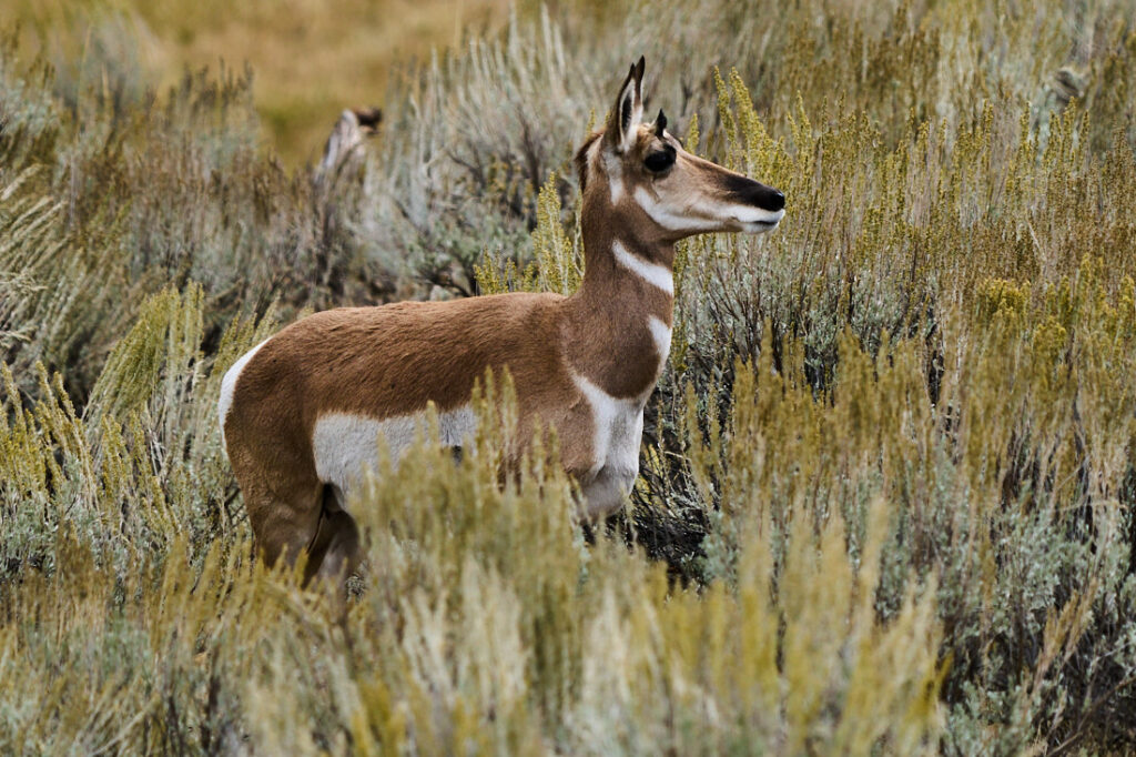 Pronghorn in Lamar Valley, Yellowstone National Park