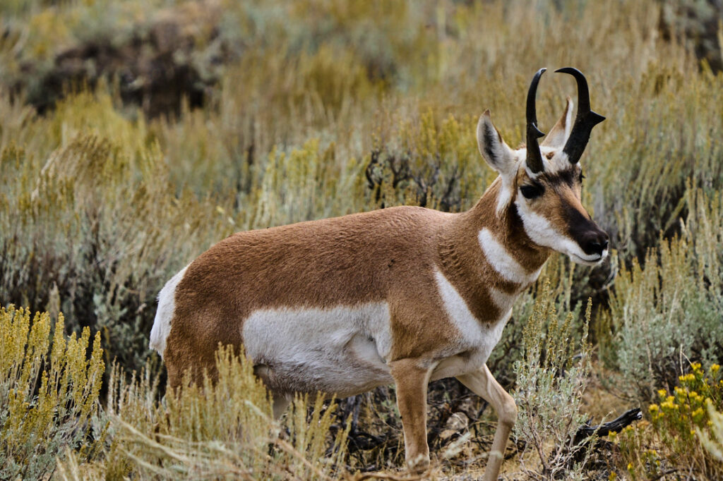 Pronghorn in Lamar Valley, Yellowstone National Park
