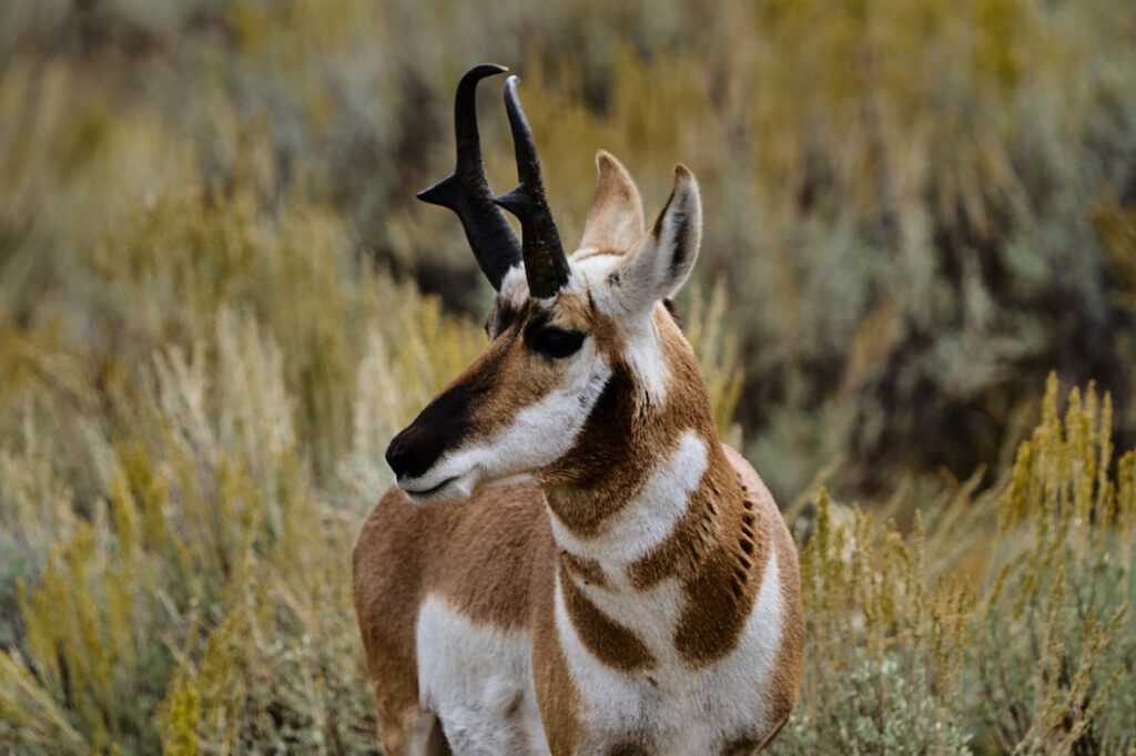 Pronghorn, Lamar Valley, Yellowstone National Park