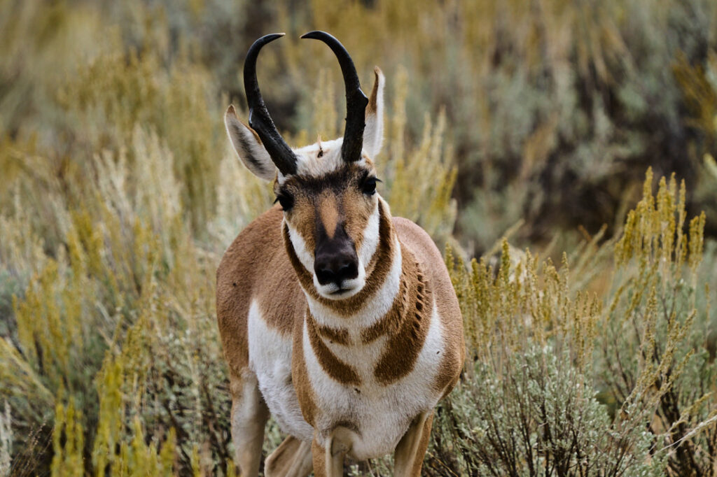 Pronghorn appearing to look at the camera, Lamar Valley, Yellowstone National Park