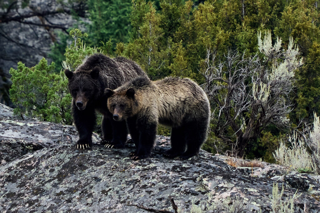 Two large female grizzly bears standing together on a rock in Lamar Valley, Yellowstone National Park