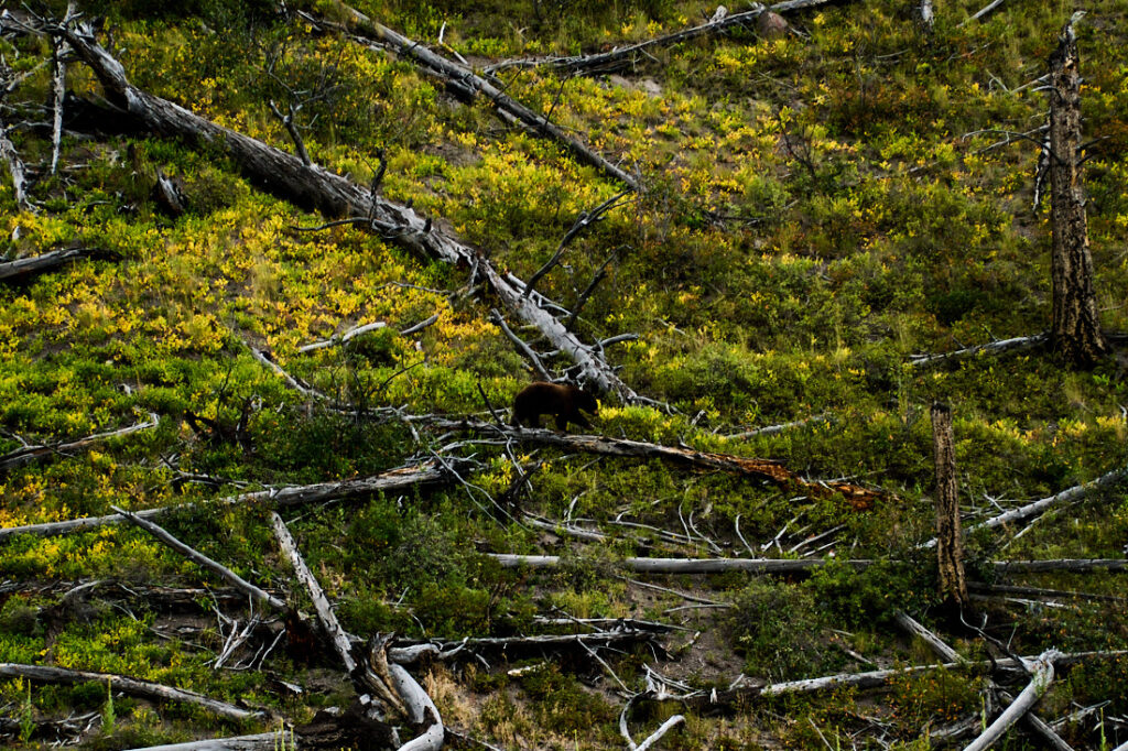 Black bear walking along a fallen log, Yellowstone National Park
