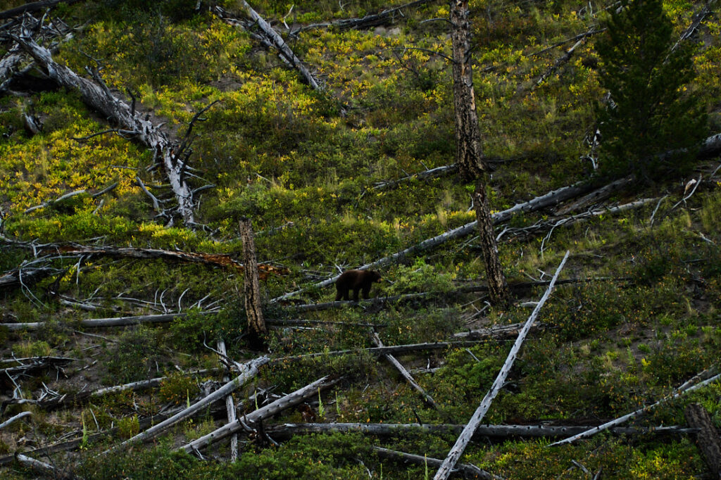 Black bear standing on a fallen log, Yellowstone National Park