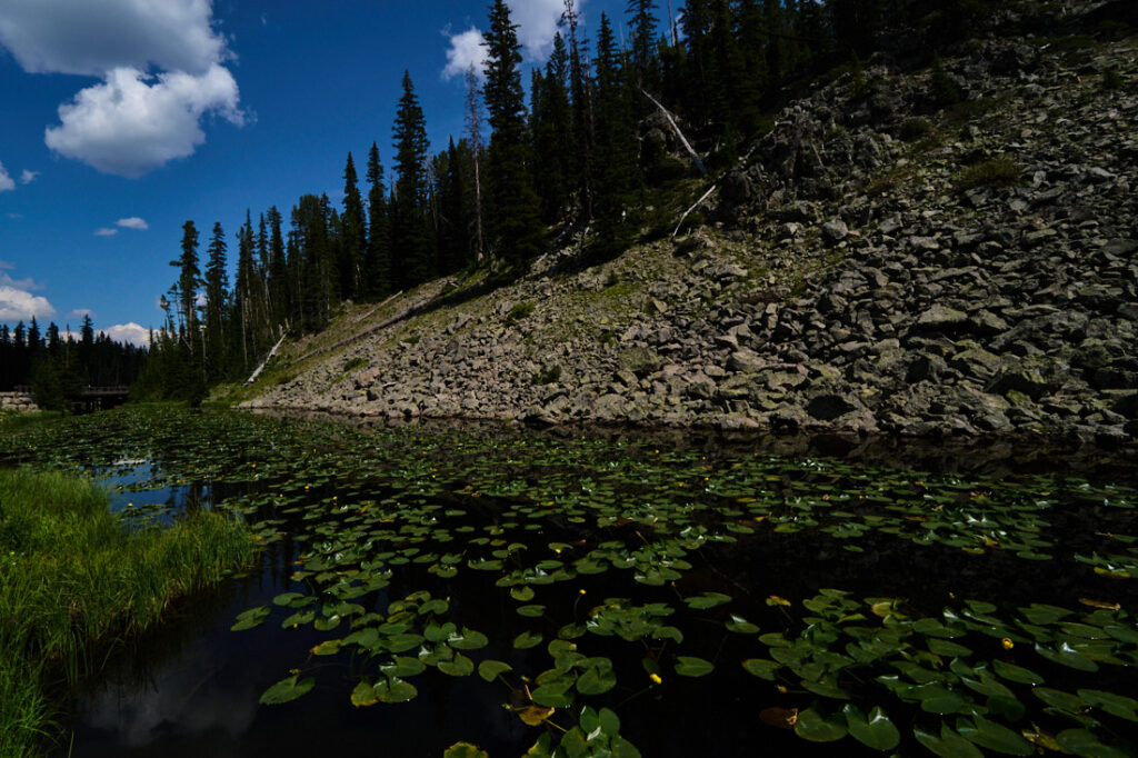 Lilypads, Yellowstone National Park