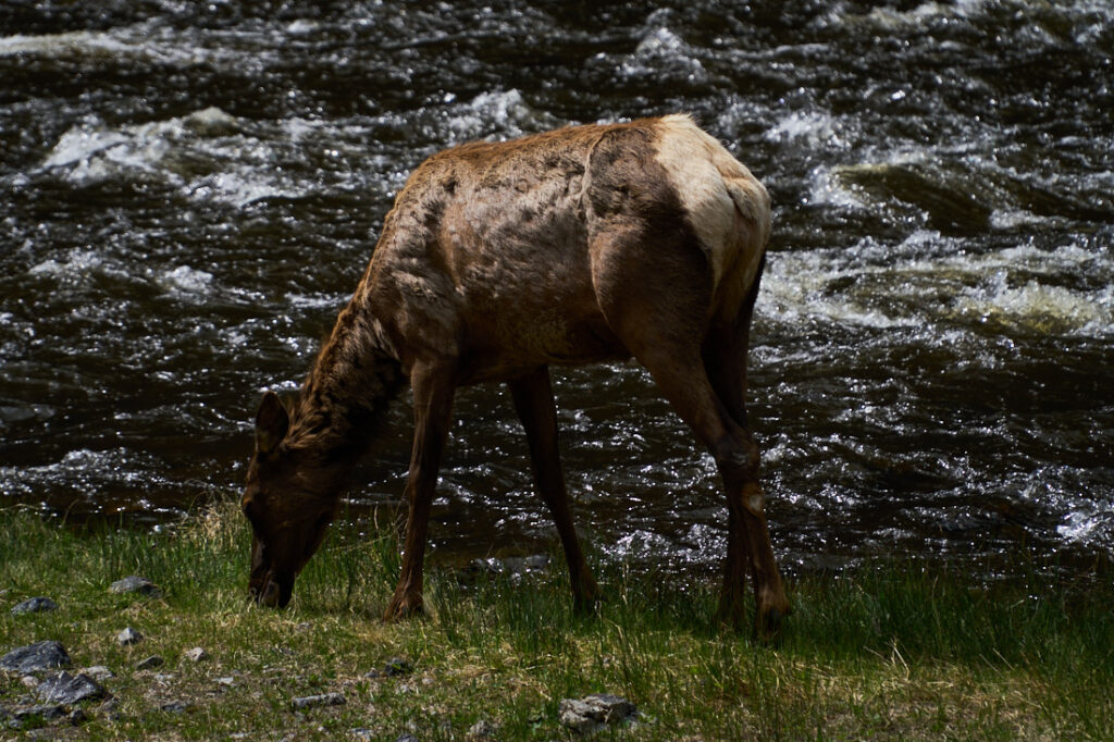 Female Elk grazing by a river, Yellowstone National Park