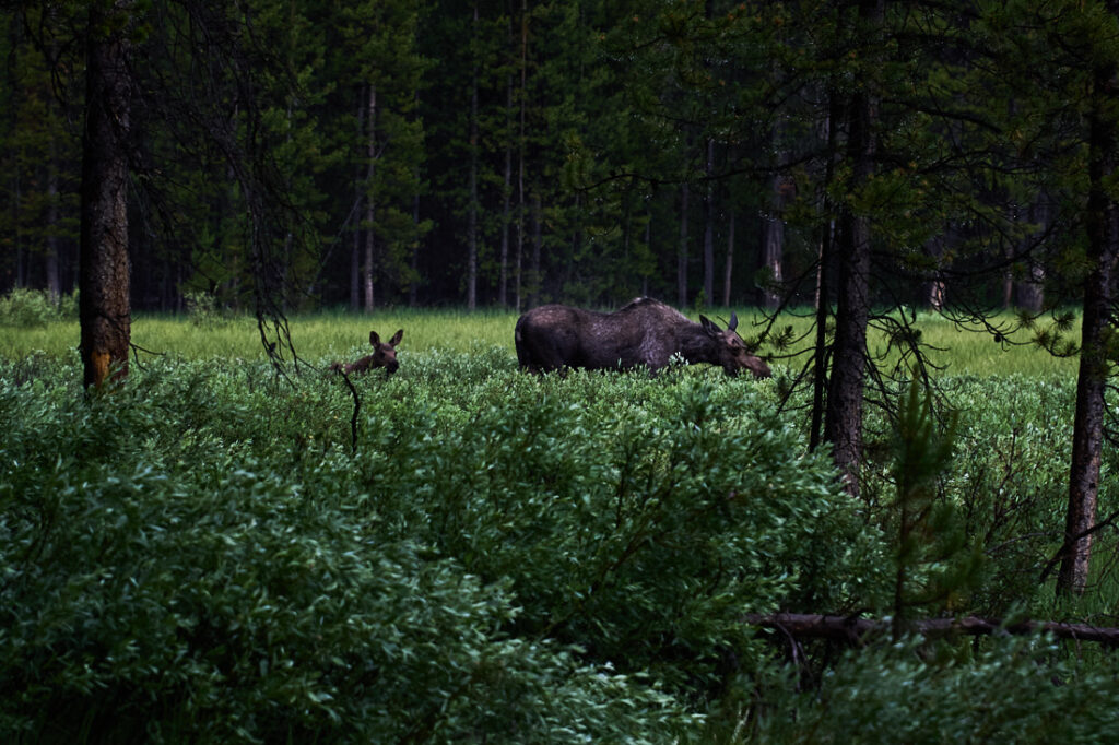 Moose and calf in high vegetation, Yellowstone National Park