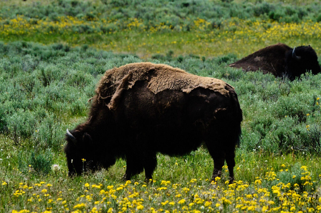 Buffalo grazing in summer feeding grounds among yellow flowers, Lamar Valley, Yellowstone National Park
