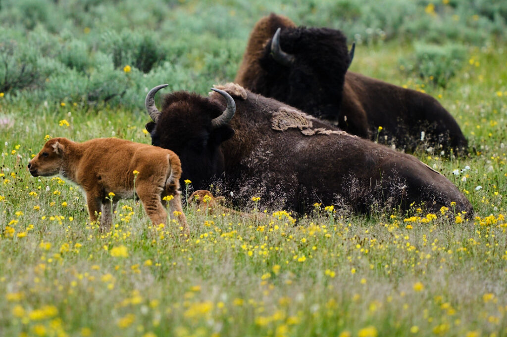 Two adult buffalo and two small calves resting amongst a field of yellow flowers, Yellowstone National Park