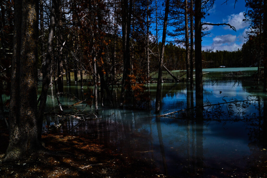 Colorful area of flooded trees, Norris Geyser Basin, Yellowstone National Park