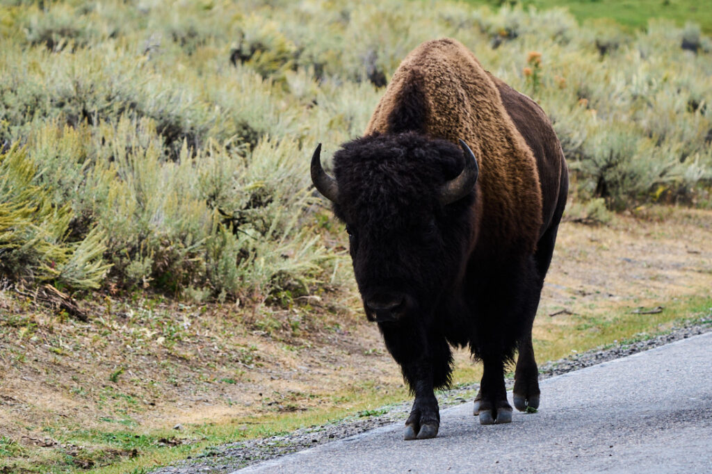 Large buffalo walking along the road, Lamar Valley, Yellowstone National Park