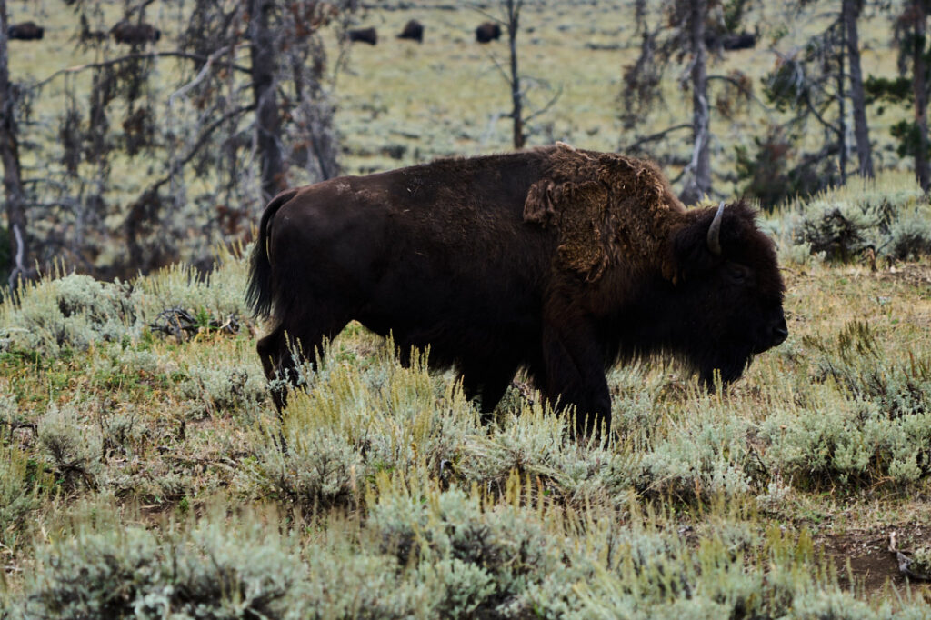 Buffalo walking in Lamar Valley, Yellowstone National Park