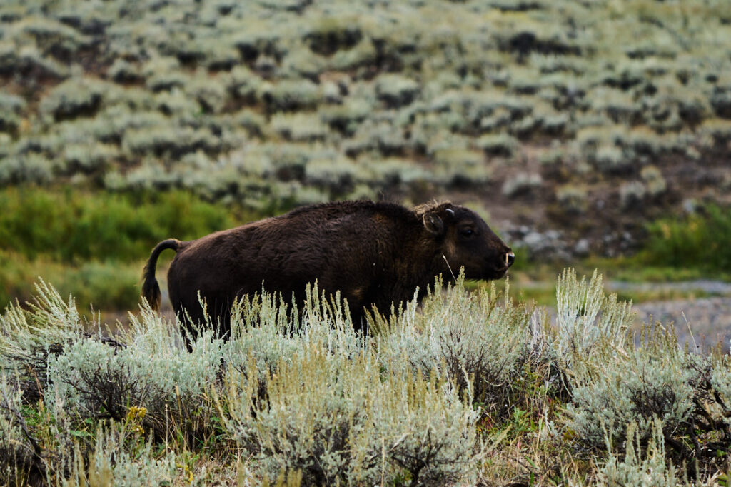 Young buffalo, Lamar Valley, Yellowstone National Park