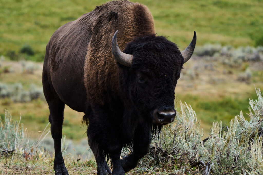 Solitary buffalo walking through Lamar Valley, Yellowstone National Park