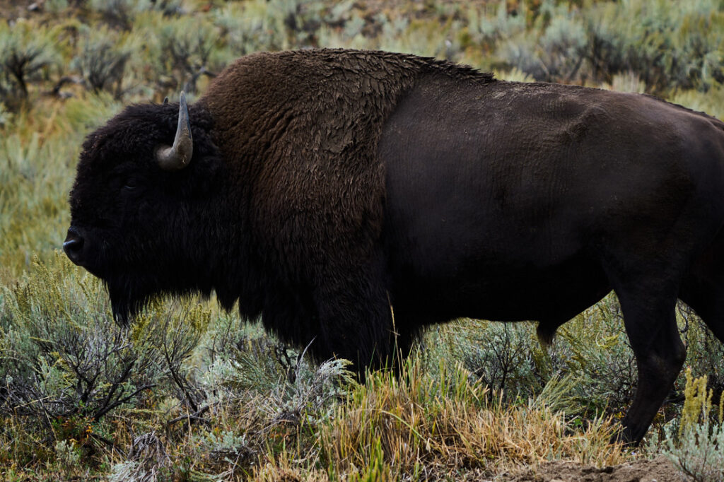 Large male buffalo, Lamar Valley, Yellowstone National Park
