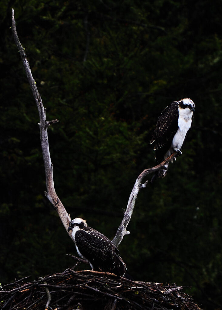 Two osprey in their nest, one sitting on a branch above the other, Lamar Valley, Yellowstone National Park