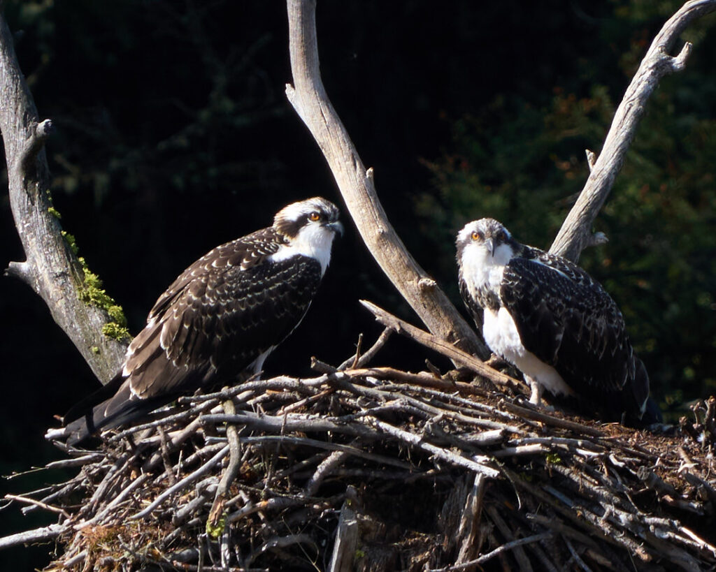 Two osprey in their nest, Lamar Valley, Yellowstone National Park