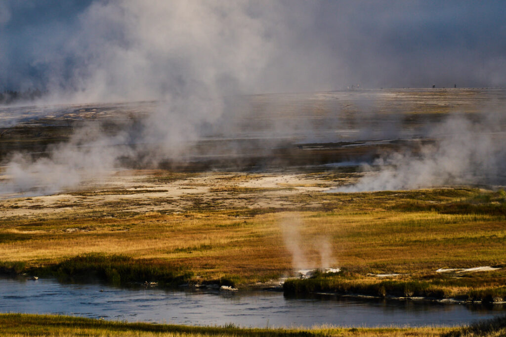 Bear crossing plain near Grand Prismatic Spring, Yellowstone National Park