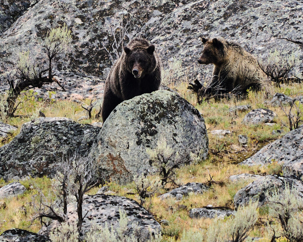 Two large grizzlies, one standing on a rock, Lamar Valley, Yellowstone National Park