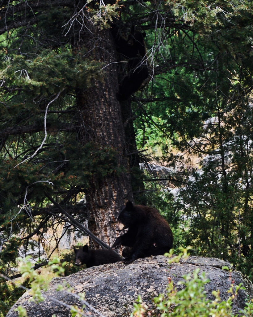 Black bear sow and two cubs, one cub in the tree above her head, Lamar Valley, Yellowstone National Park