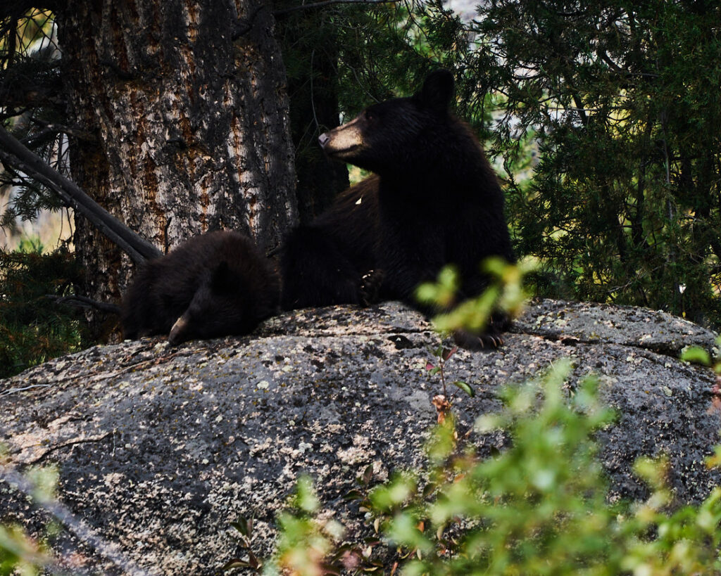 Black bear and cub resting under a tree in Lamar Valley, Yellowstone National Park