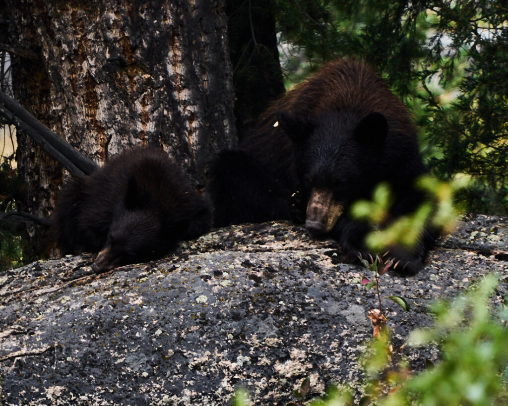 Black bear and cub resting under a tree in Lamar Valley, Yellowstone National Park