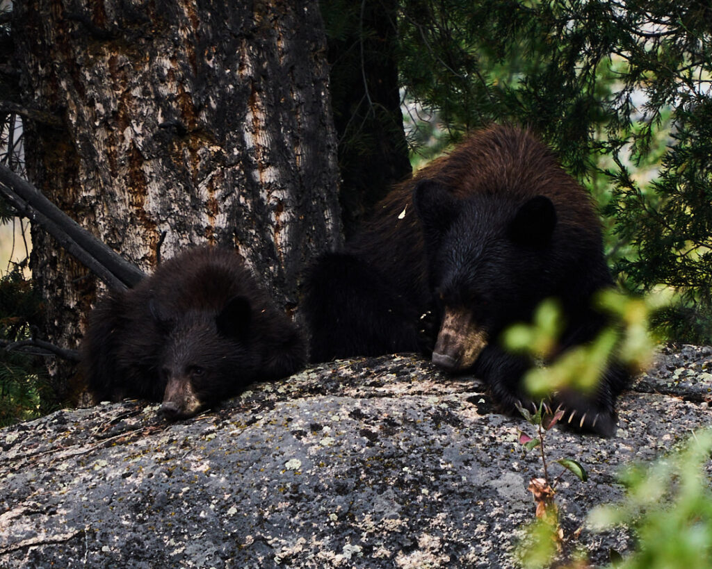 Black bear and cub resting under a tree in Lamar Valley, Yellowstone National Park