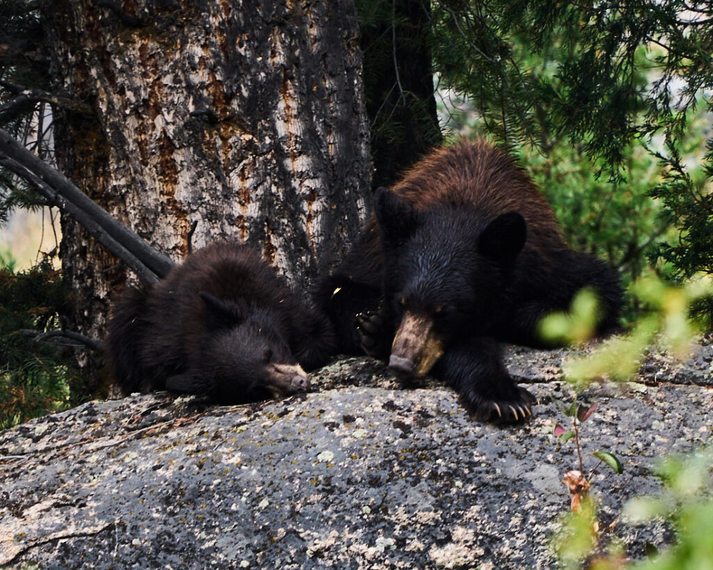 Black bear and cub resting under a tree in Lamar Valley, Yellowstone National Park