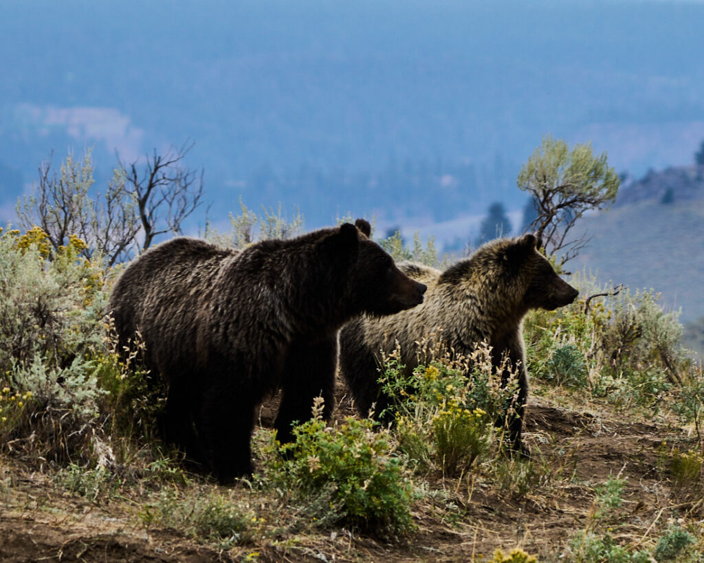 Two female grizzlies standing on a hill in Lamar Valley, Yellowstone National Park