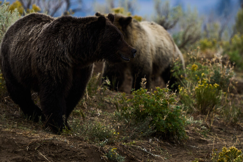 Two female grizzlies standing on a hill in Lamar Valley, Yellowstone National Park