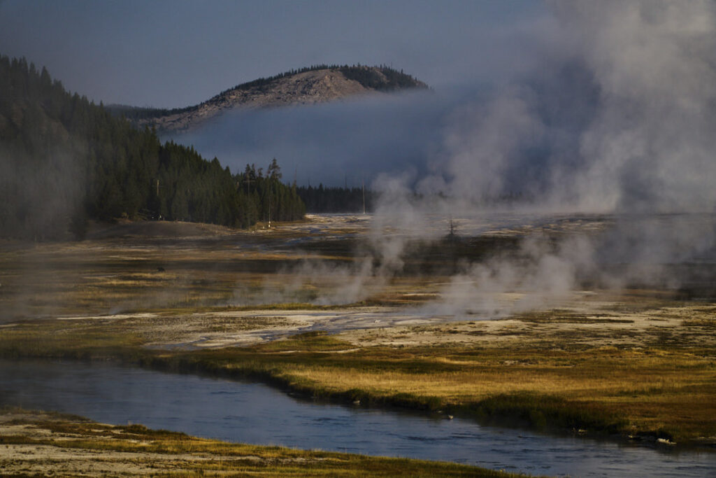 Bear crossing plain near Grand Prismatic Spring, Yellowstone National Park